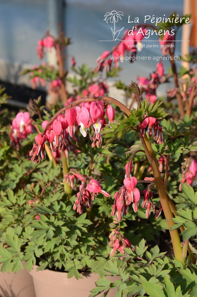 Lamprocapnos spectabilis - La pépinière d'Agnens