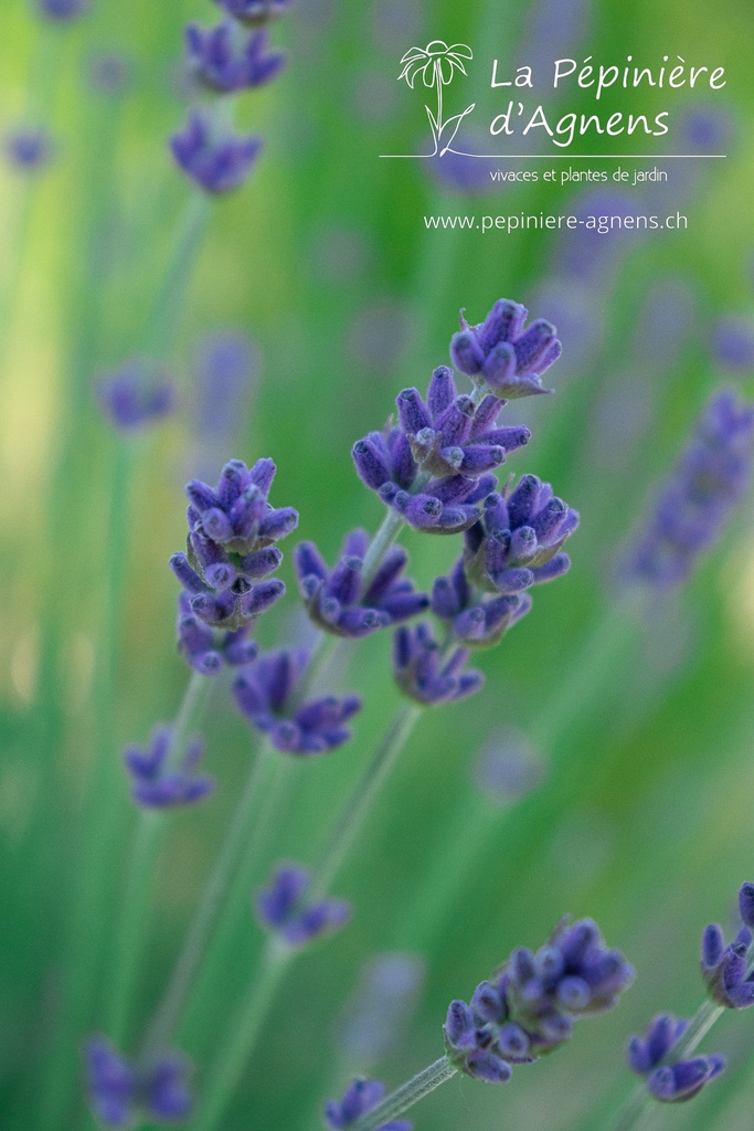 Lavandula angustifolia 'Hidcote Blue' - La pépinière d'Agnens