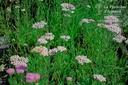 Achillea millefolium 'Lilac Beauty' - La Pépinière D'agnens
