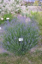 Lavandula angustifolia 'Hidcote Blue' - La pépinière d'Agnens