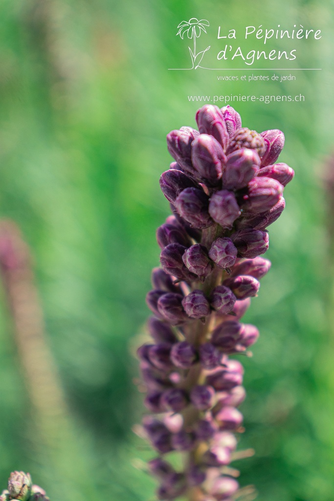 Liatris spicata - La pépinière d'Agnens