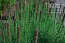 Liatris spicata - La pépinière d'Agnens