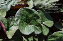 Ligularia dentata 'Othello' - La pépinière d'Agnens