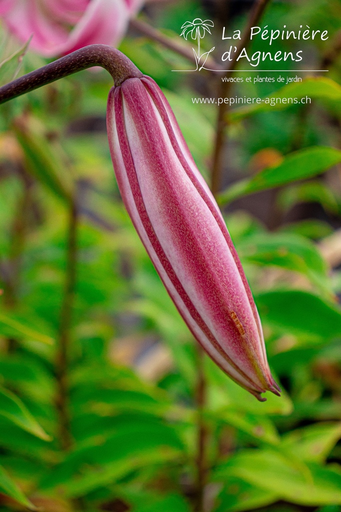 Lilium speciosum var rubrum - La pépinière d'Agnens