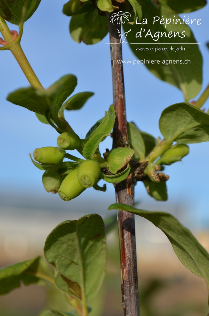 Lonicera kamtschatica 'Amur' - La pépinière d'Agnens