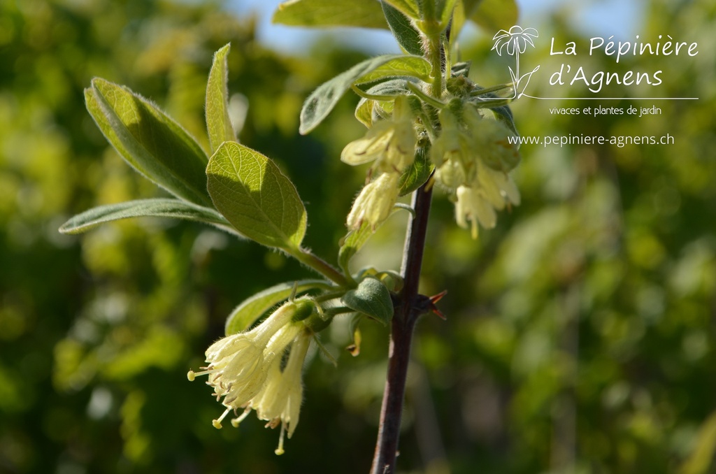 Lonicera kamtschatica 'Boreal Beast' - La pépinière d'Agnens