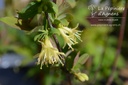 Lonicera kamtschatica 'Boreal Beauty' - La pépinière d'Agnens