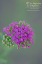 Achillea millefolium 'Lilac Beauty' - La Pépinière D'agnens