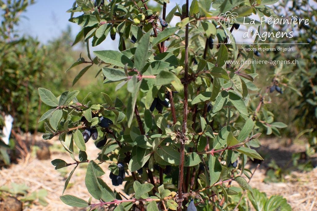 Lonicera kamtschatica 'Maitop' - La pépinière d'Agnens