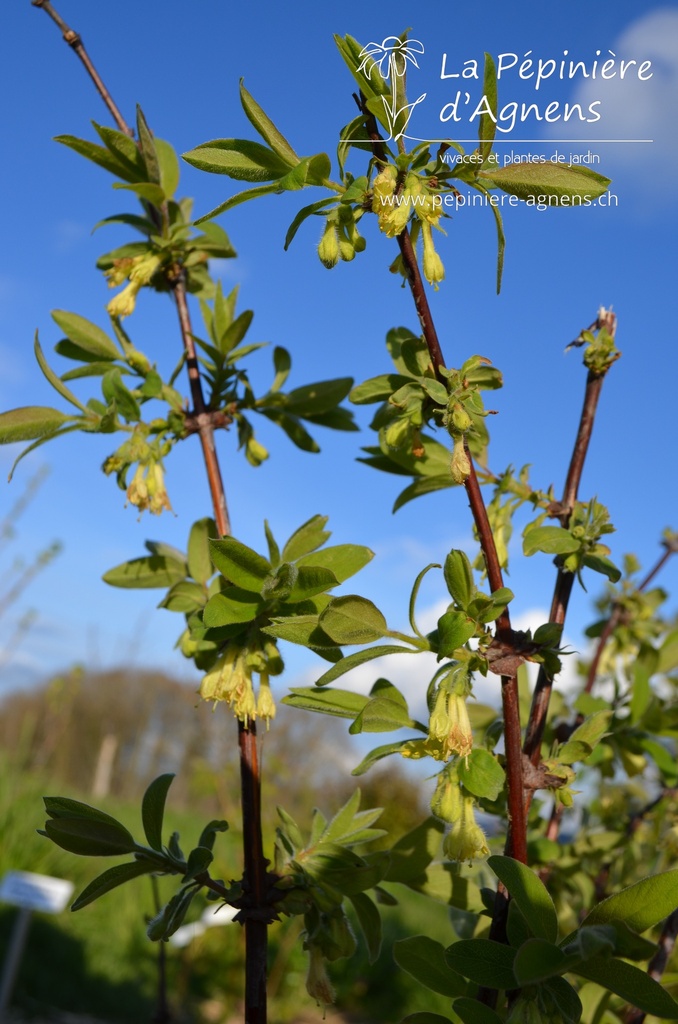 Lonicera kamtschatica 'Maitop' - La pépinière d'Agnens