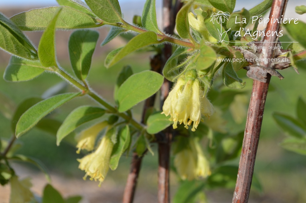 Lonicera kamtschatica 'Maitop' - La pépinière d'Agnens