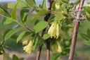 Lonicera kamtschatica 'Maitop' - La pépinière d'Agnens