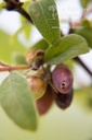 Lonicera kamtschatica 'Maitop' - La pépinière d'Agnens