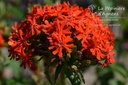 Lychnis chalcedonica - La pépinière d'Agnens