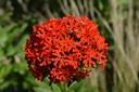 Lychnis chalcedonica - La pépinière d'Agnens