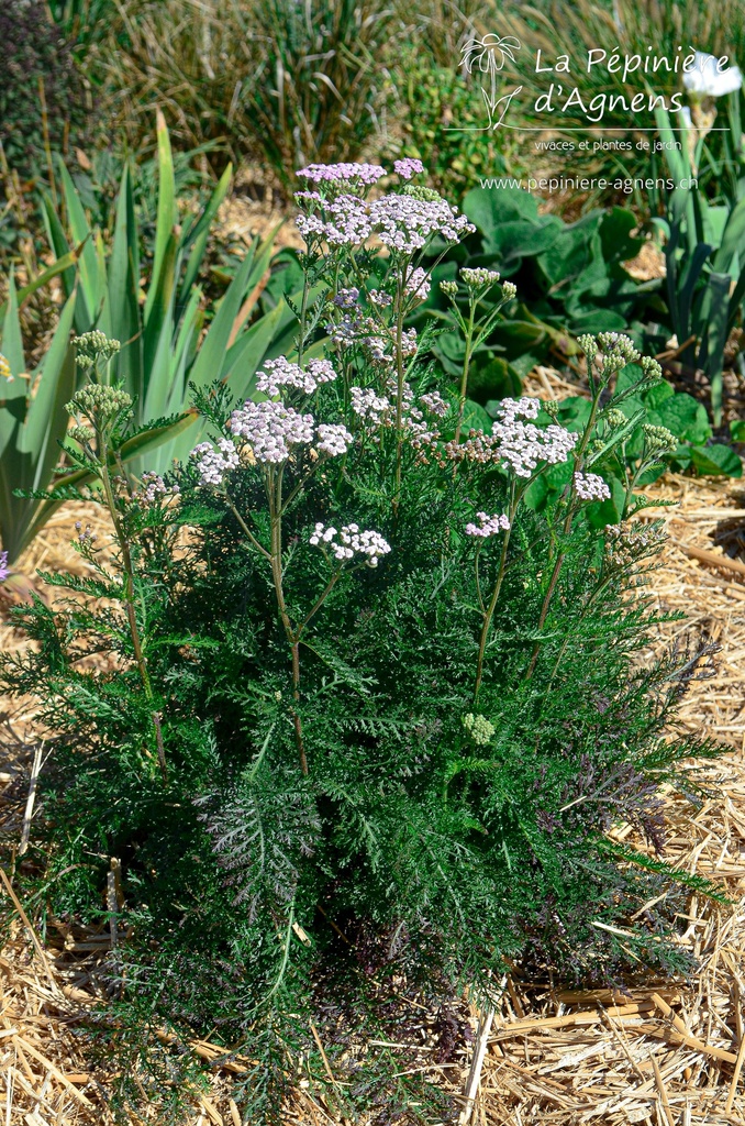 Achillea millefolium 'Lilac Beauty' - La Pépinière D'agnens