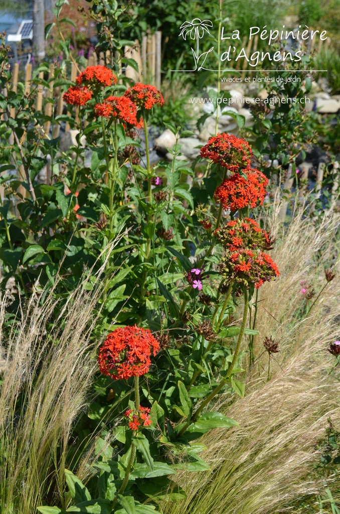 Lychnis chalcedonica - La pépinière d'Agnens