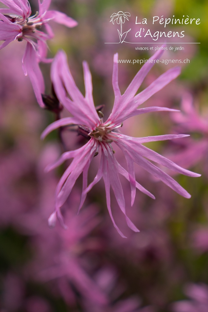 Lychnis flos-cuculi - La pépinière d'Agnens