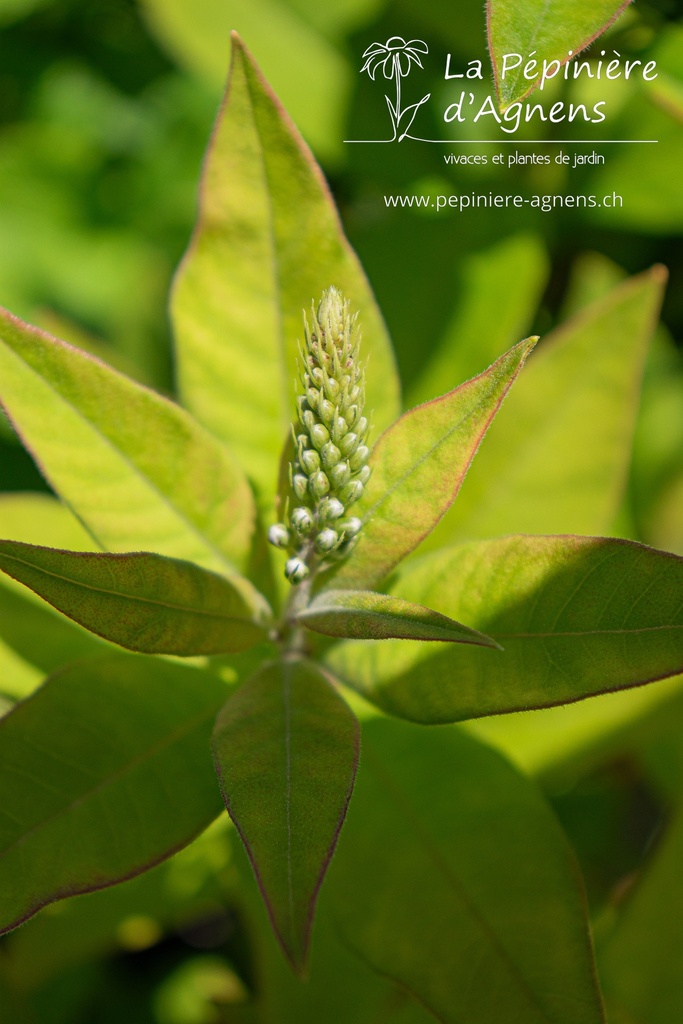 Lysimachia clethroides - La pépinière d'Agnens