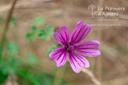 Malva sylvestris - La pépinière d'Agnens