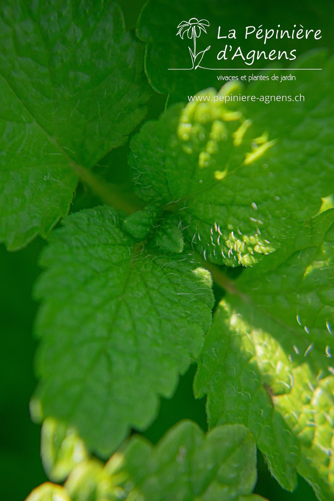 Melissa officinalis - La pépinière d'Agnens