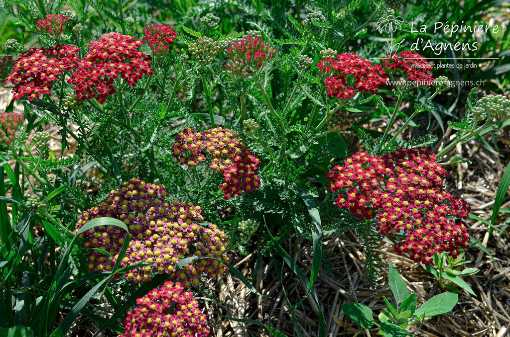 Achillea millefolium 'Paprika' - La Pépinière D'agnens