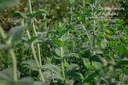 Mentha rotundifolia (x) 'Apfelminze' - La pépinière d'Agnens