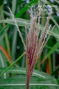 Miscanthus giganteus (x) - La pépinière d'Agnens