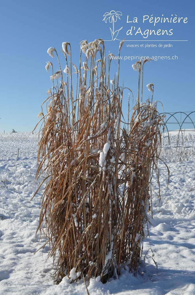 Miscanthus giganteus (x) - La pépinière d'Agnens