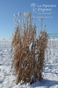 Miscanthus giganteus (x) - La pépinière d'Agnens