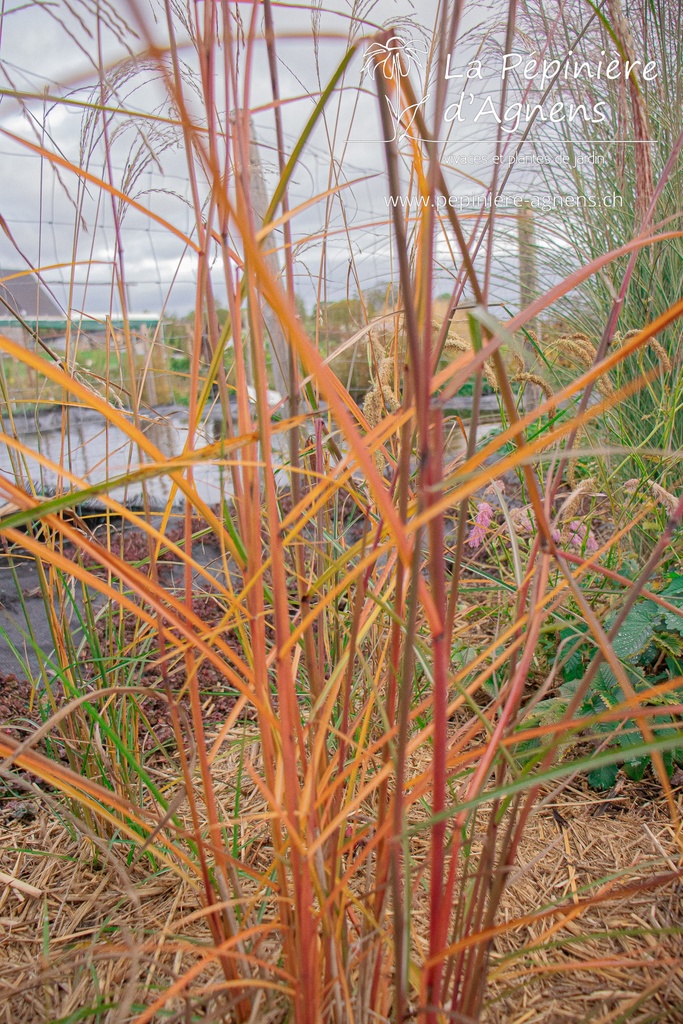 Miscanthus sinensis 'Flamingo' - La pépinière d'Agnens