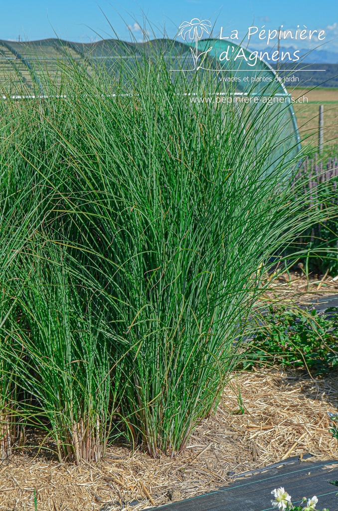 Miscanthus sinensis 'Gracillimus' - La pépinière d'Agnens