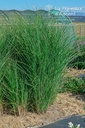 Miscanthus sinensis 'Gracillimus' - La pépinière d'Agnens