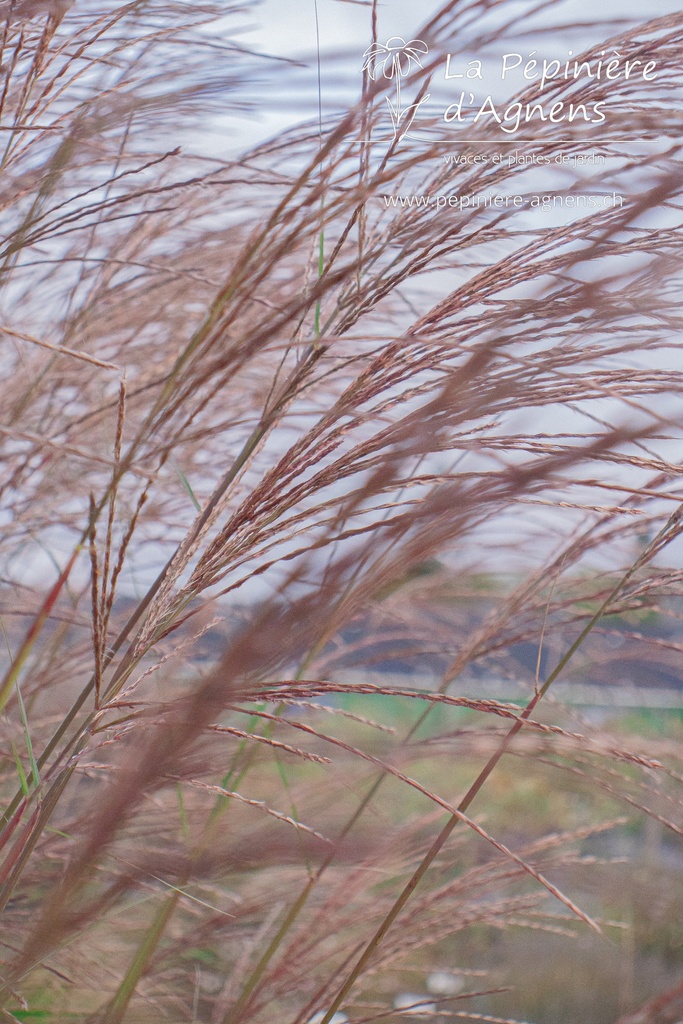 Miscanthus sinensis 'Gracillimus' - La pépinière d'Agnens