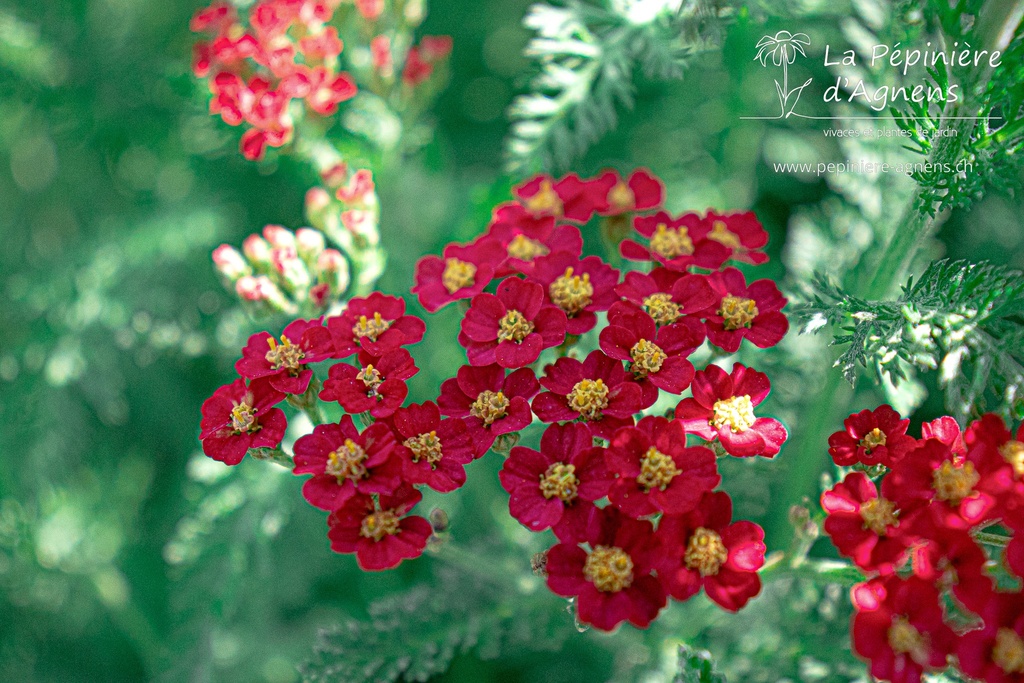 Achillea millefolium 'Paprika' - La Pépinière D'agnens