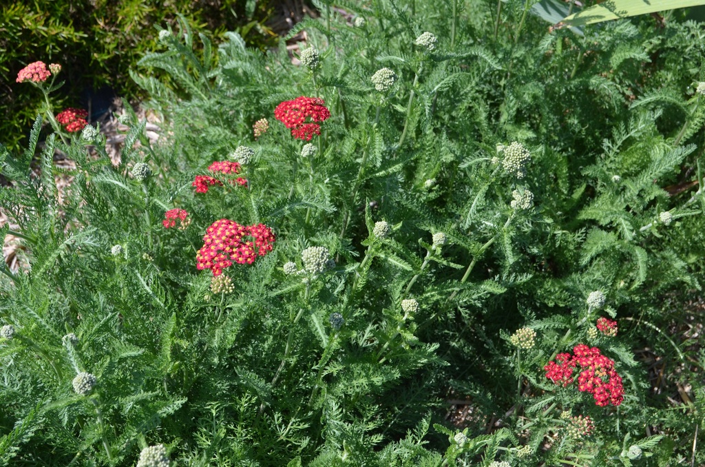 Achillea millefolium 'Paprika' - La Pépinière D'agnens