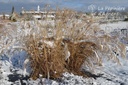 Miscanthus sinensis 'Gracillimus' - La pépinière d'Agnens