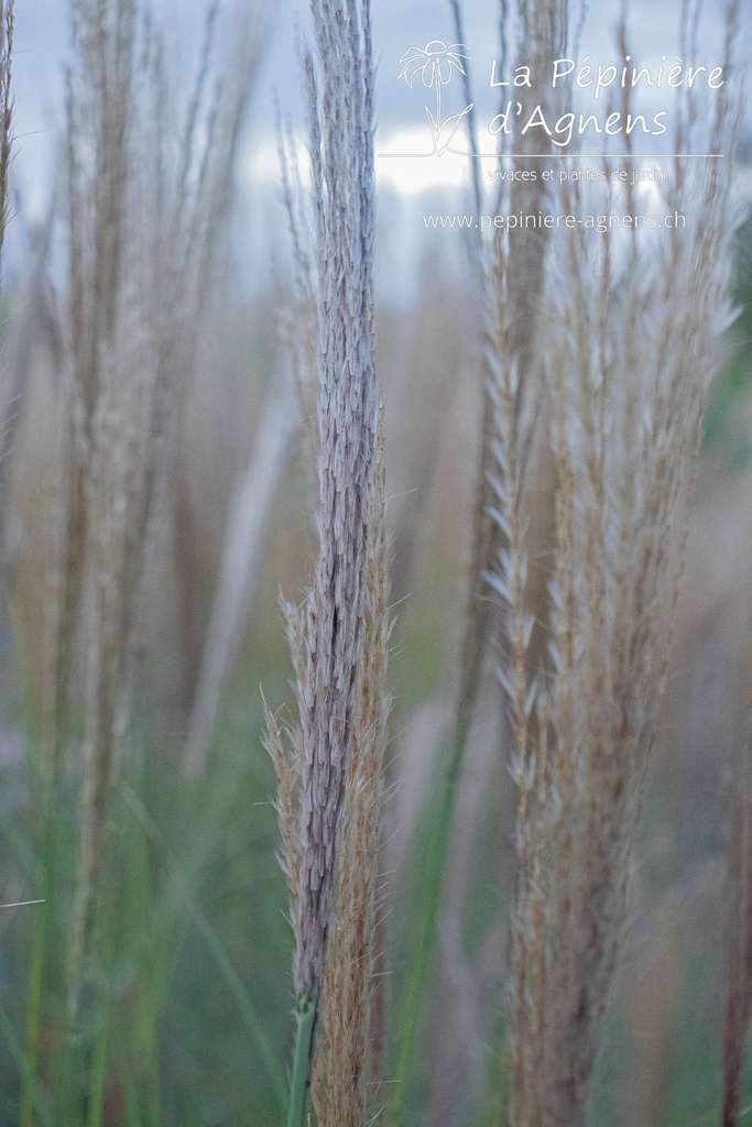 Miscanthus sinensis 'Kleine Silberspinne' - La pépinière d'Agnens