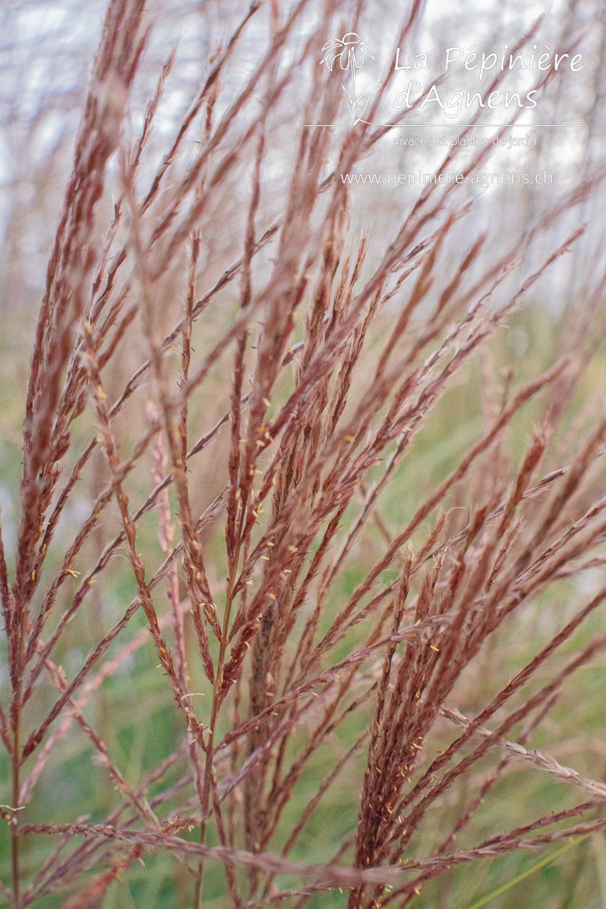 Miscanthus sinensis 'Morning Light' - La pépinière d'Agnens