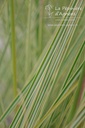 Miscanthus sinensis 'Morning Light' - La pépinière d'Agnens