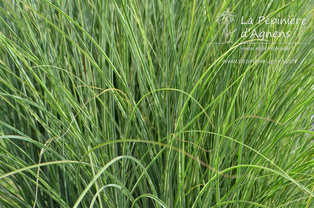 Miscanthus sinensis 'Morning Light' - La pépinière d'Agnens