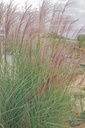 Miscanthus sinensis 'Morning Light' - La pépinière d'Agnens