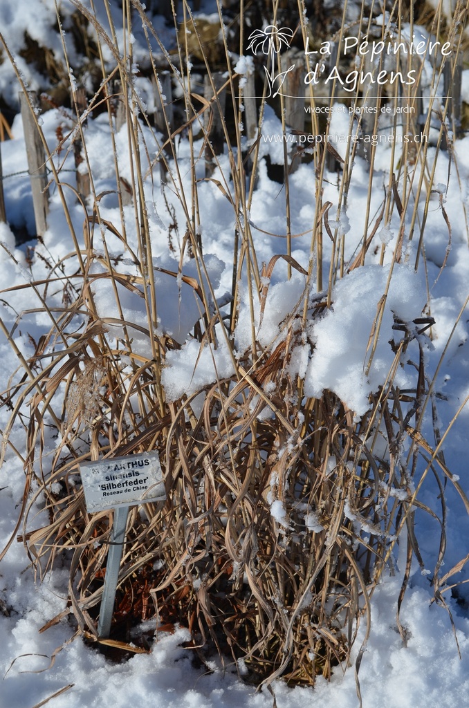 Miscanthus sinensis 'Silberfeder' - La pépinière d'Agnens