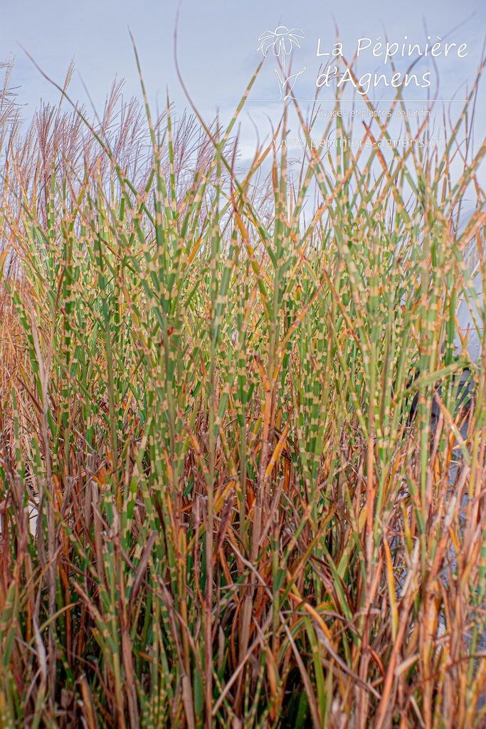 Miscanthus sinensis 'Strictus' - La pépinière d'Agnens