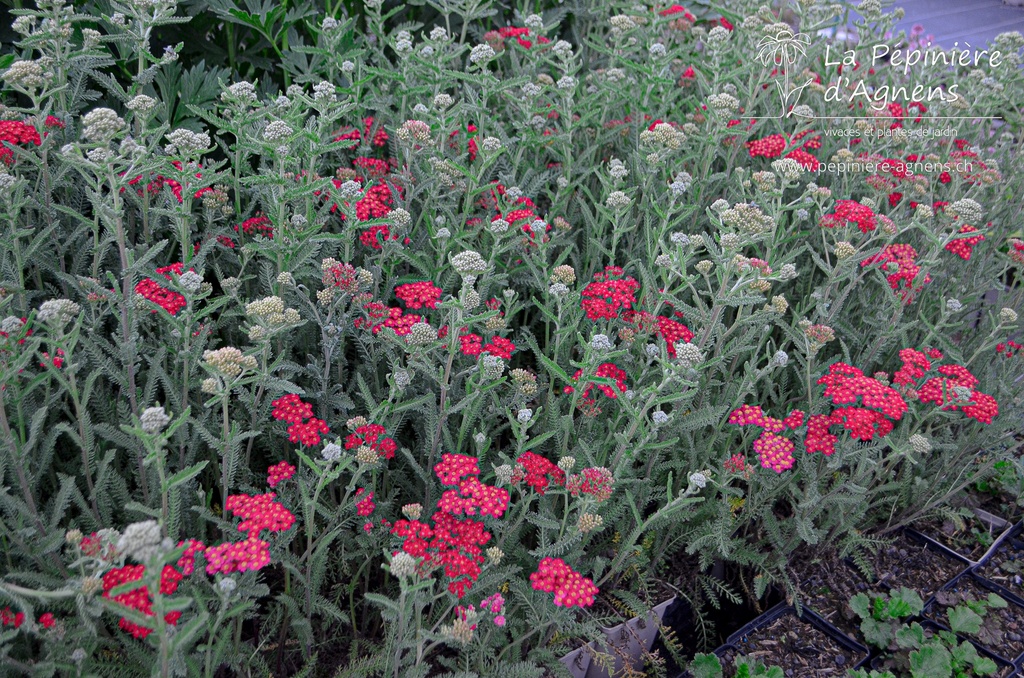 Achillea millefolium 'Paprika' - La Pépinière D'agnens