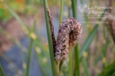 Miscanthus sinensis 'Strictus' - La pépinière d'Agnens