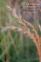 Miscanthus sinensis 'Yakushima Dwarf' - La pépinière d'Agnens