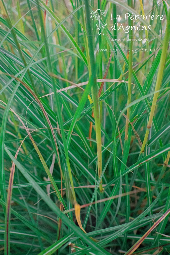 Miscanthus sinensis 'Yakushima Dwarf' - La pépinière d'Agnens