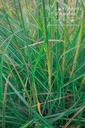 Miscanthus sinensis 'Yakushima Dwarf' - La pépinière d'Agnens