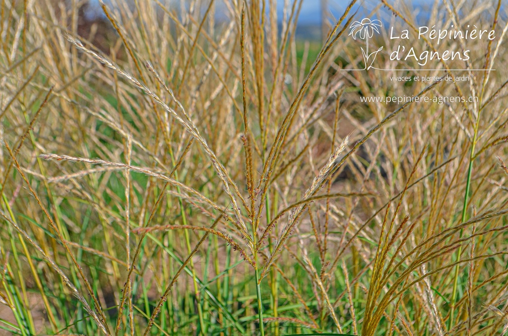 Miscanthus sinensis 'Yakushima Dwarf' - La pépinière d'Agnens